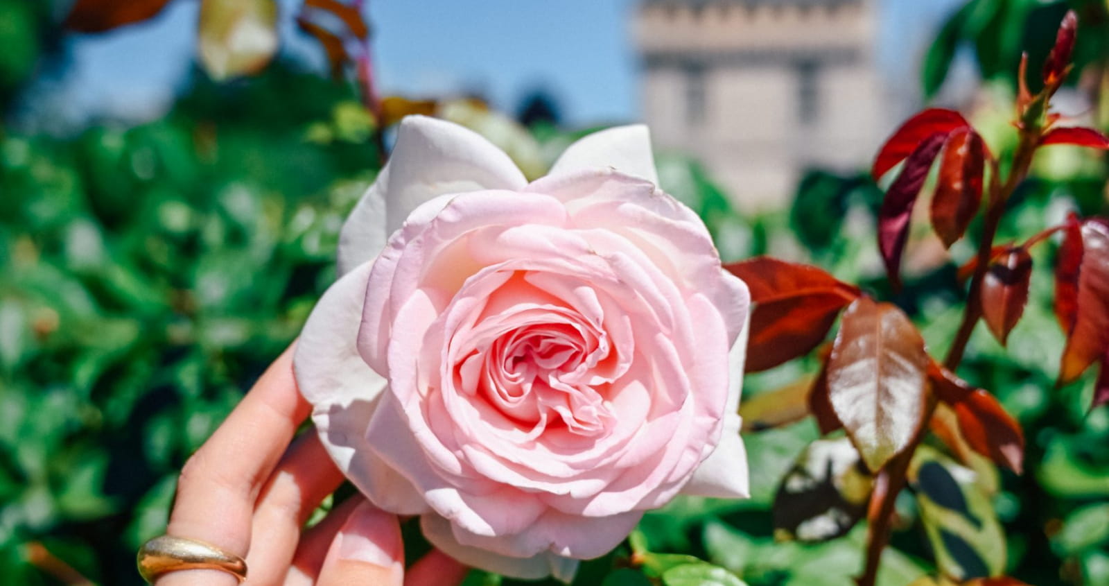 Main tenant une rose devant le château de Maintenon