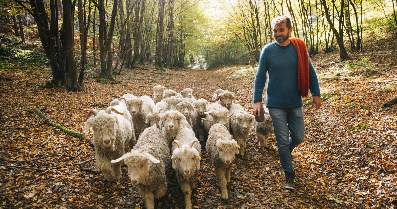 Chèvres angora dans la forêt avec Romain et son pull en laine mohair