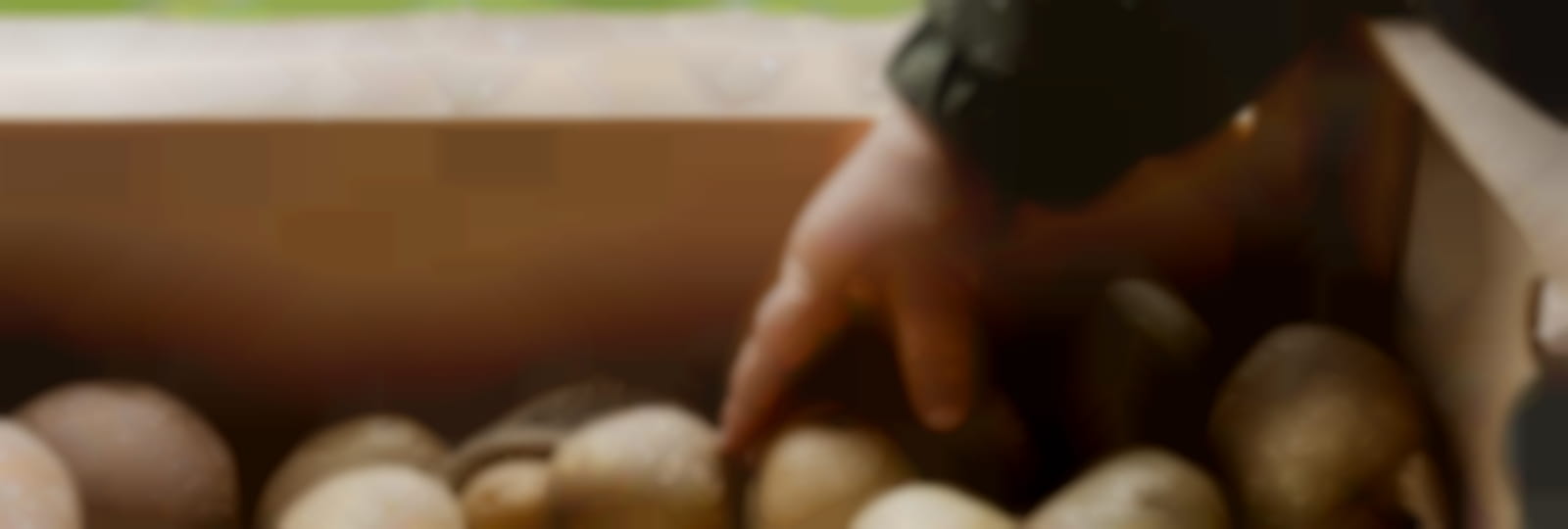 close-up-kid-hand-touching-potato